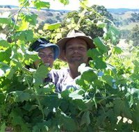 Wimmera Hills Winery - Accommodation Rockhampton