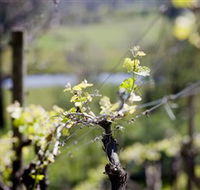 Mountainside Wines - Accommodation Rockhampton