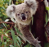 Koala Spotting Regeneration Reserve - Accommodation Rockhampton