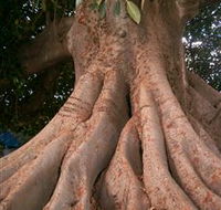 The Big Fig Tree - Accommodation Rockhampton