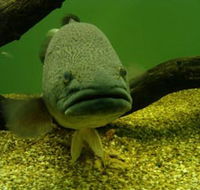 John Lake Centre - Narrandera Fisheries Centre - Accommodation Rockhampton