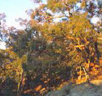 Mount Alexander Regional Park - Accommodation Rockhampton