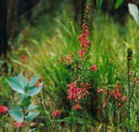 Enfield State Park - Accommodation Rockhampton