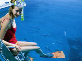Bait Reef And Garys Lagoon Dive Site - Accommodation Rockhampton 2
