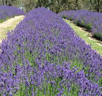 Yuulong Lavender Estate - Accommodation Rockhampton