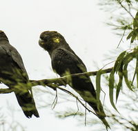 Conimbla National Park - Accommodation Rockhampton