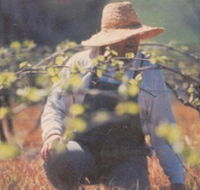 Canobolas Smith Winery - Accommodation Rockhampton
