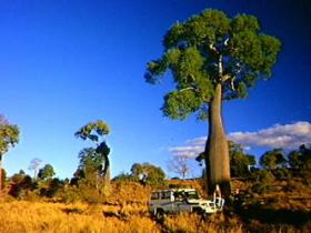 Kroombit Tops National Park - Accommodation Rockhampton 1