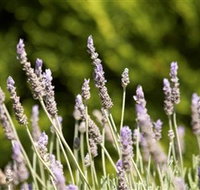 Rustique Lavender Farm - Accommodation Rockhampton