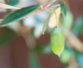 The Olive Shop - Milawa - Accommodation Rockhampton 1