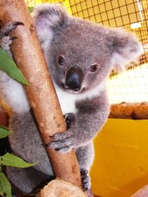 Cooberrie Park Wildlife Sanctuary - Accommodation Rockhampton 0