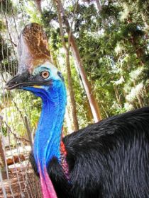 Cooberrie Park Wildlife Sanctuary - Accommodation Rockhampton 1
