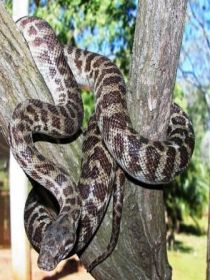 Cooberrie Park Wildlife Sanctuary - Accommodation Rockhampton 3