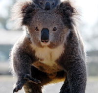 Koalas in Gunnedah - Accommodation Rockhampton