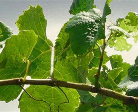 Angullong Wines - Accommodation Rockhampton 1