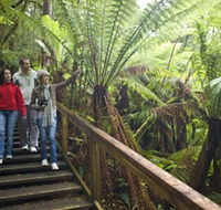 Otway Fly Treetop Adventures - Accommodation Rockhampton