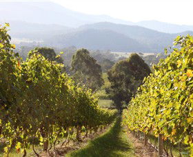 Pizzini Wines King Valley - Accommodation Rockhampton 3