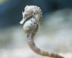 SEA LIFE Melbourne Aquarium - Accommodation Rockhampton 0