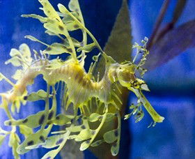 SEA LIFE Melbourne Aquarium - Accommodation Rockhampton 1