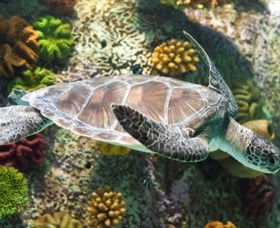 SEA LIFE Melbourne Aquarium - Accommodation Rockhampton 5