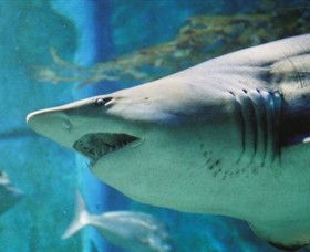 SEA LIFE Melbourne Aquarium - Accommodation Rockhampton 8