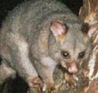 Moondarra State Park - Accommodation Rockhampton