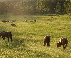 Chapman Valley Horse Riding - Accommodation Rockhampton 4