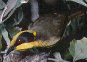 Yallourn North VIC Accommodation Rockhampton