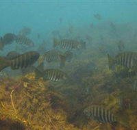 Bunurong Marine and Coastal Park - Accommodation Rockhampton