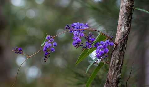 Mann River Nature Reserve - Accommodation Rockhampton 0