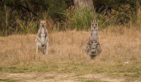 Mann River Nature Reserve - Accommodation Rockhampton 1
