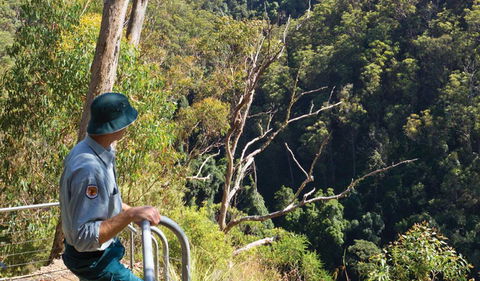 Lyrebird Falls Walking Track - Accommodation Rockhampton 1