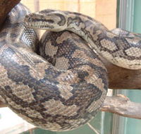 Armadale Reptile Centre - Accommodation Rockhampton