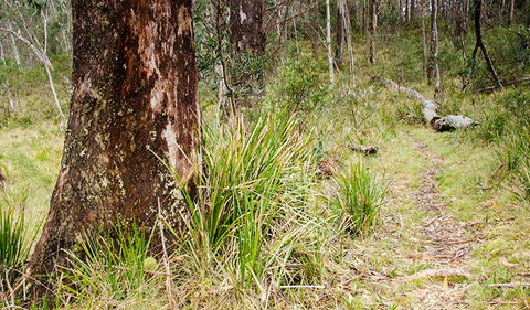 River Walking Track - Accommodation Rockhampton 1