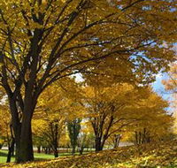 Centennial Park at Cooma - Accommodation Rockhampton