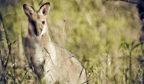 Richmond Range National Park - Accommodation Rockhampton 1
