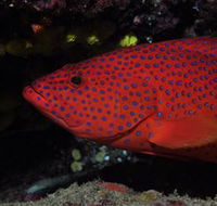 Maori Wrasse Bommie Dive Site - Accommodation Rockhampton