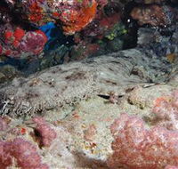 Lighthouse Bommies Dive Site - Accommodation Rockhampton