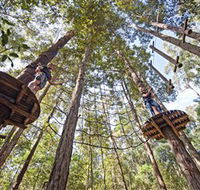 TreeTop Adventure Park Central Coast - Accommodation Rockhampton