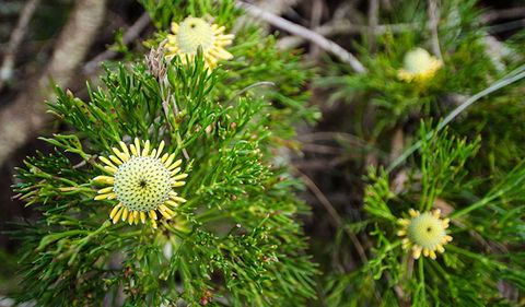 Illawarra Lookout Walking Track - Accommodation Rockhampton 0