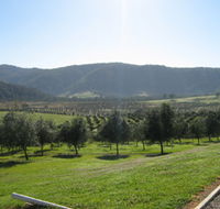 Hastings Valley Olives - Accommodation Rockhampton