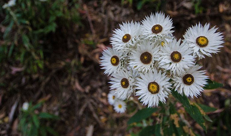 Banda Banda NSW Accommodation Rockhampton