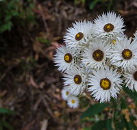 Hastings Forest Way touring route - Accommodation Rockhampton