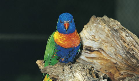 Wyrrabalong National Park - Accommodation Rockhampton 1