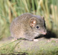 Munmorah State Conservation Area - Accommodation Rockhampton