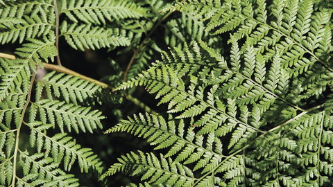 Glenrock State Conservation Area - Accommodation Rockhampton 3