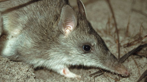 Glenrock State Conservation Area - Accommodation Rockhampton 2