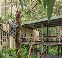 Daisy Hill Koala Centre - Accommodation Rockhampton