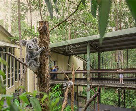 Daisy Hill Koala Centre - Accommodation Rockhampton 0