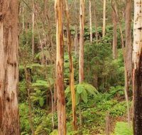 Cycle Mogo State Forest - Accommodation Rockhampton
